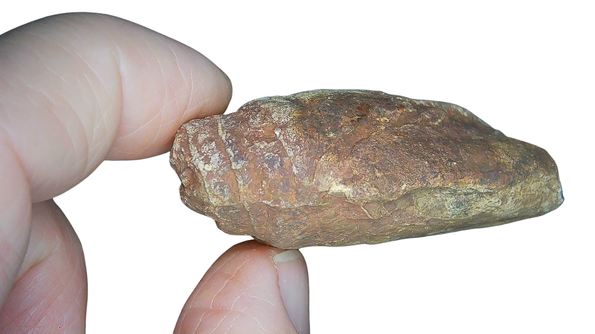 Permian Reptile Coprolite for Sale from Texas Red Beds 76b | Fossils for Sale Genuine Permian Age Coprolite for Sale from Texas Red Beds #76b