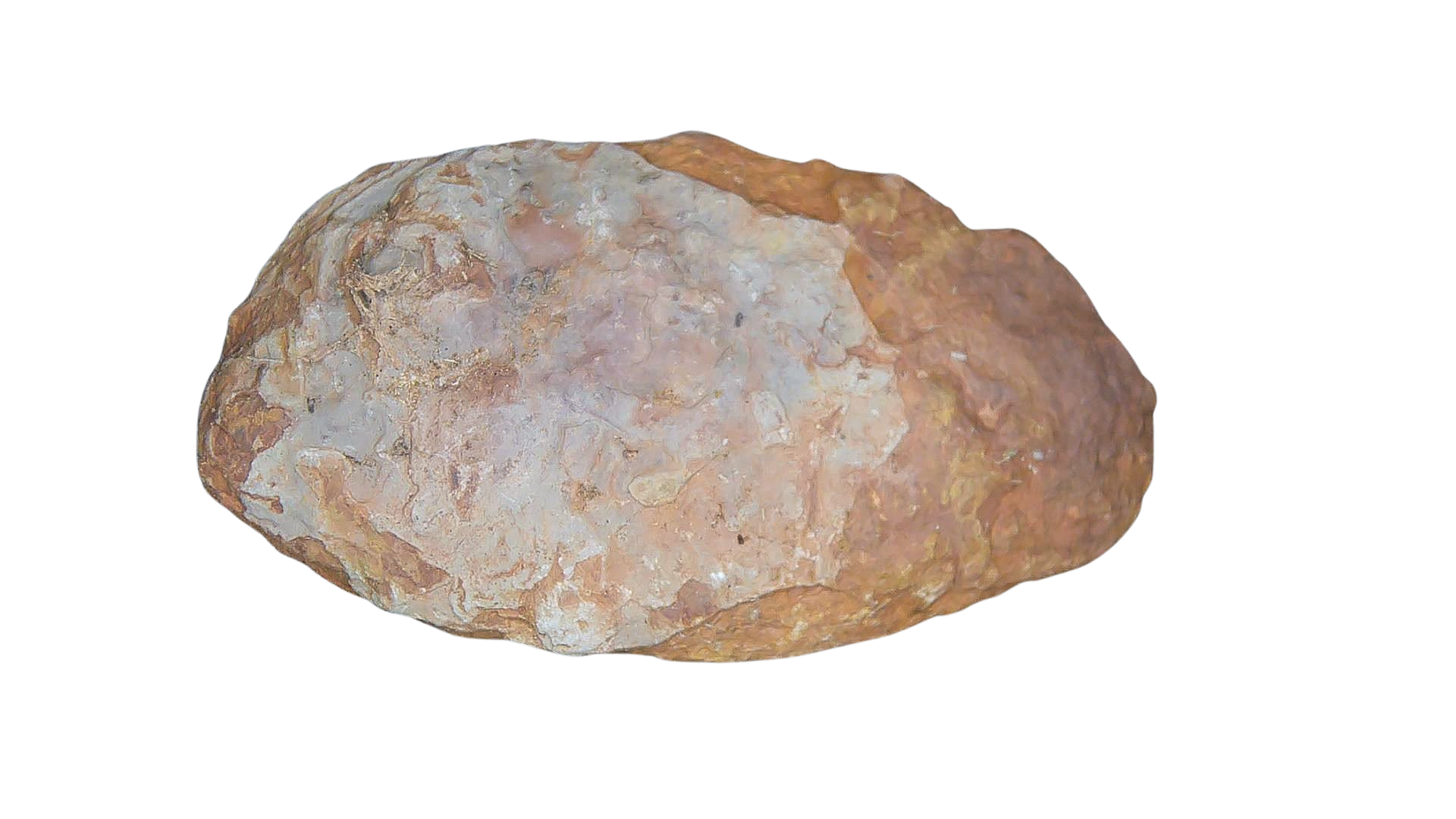 Permian Reptile Coprolite for Sale from Texas Red Beds 77a | Fossils for Sale Genuine Permian Age Coprolite for Sale from Texas Red Beds #77a