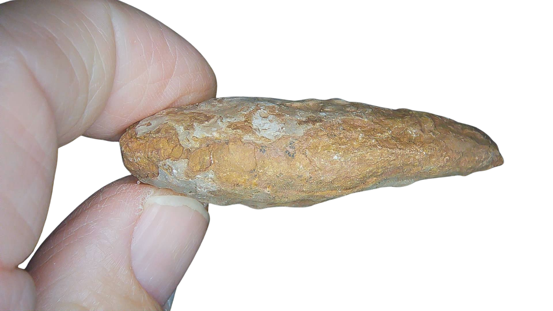 Permian Reptile Coprolite for Sale from Texas Red Beds 77b | Fossils for Sale Genuine Permian Age Coprolite for Sale from Texas Red Beds #77b
