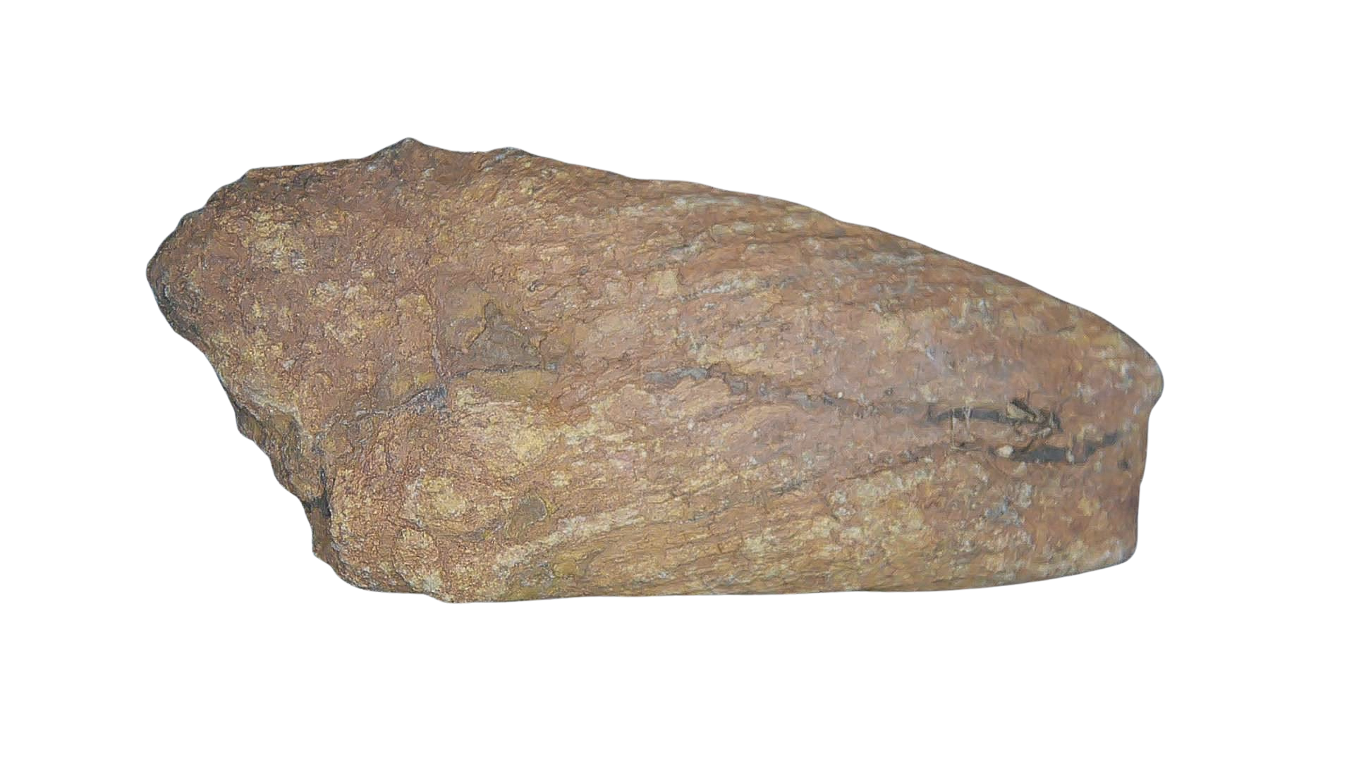 Permian Reptile Coprolite for Sale from Texas Red Beds 78a | Fossils for Sale Genuine Permian Age Coprolite for Sale from Texas Red Beds #78a