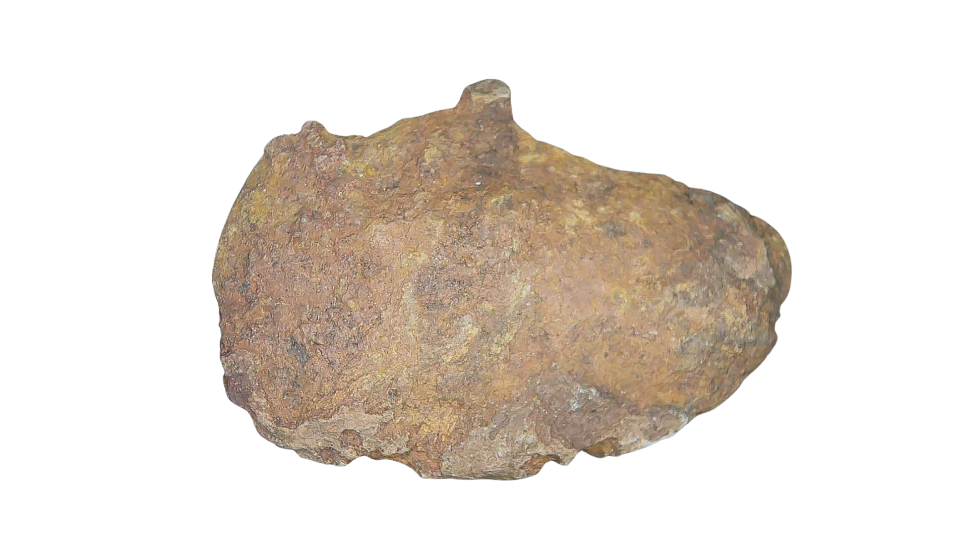 Permian Reptile Coprolite for Sale from Texas Red Beds 79 | Fossils for Sale Genuine Permian Age Coprolite for Sale from Texas Red Beds #79