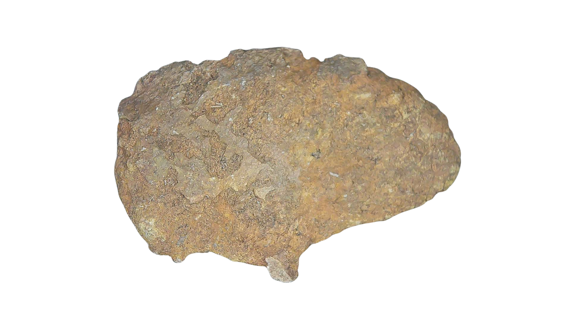 Permian Reptile Coprolite for Sale from Texas Red Beds 79a | Fossils for Sale Genuine Permian Age Coprolite for Sale from Texas Red Beds #79a