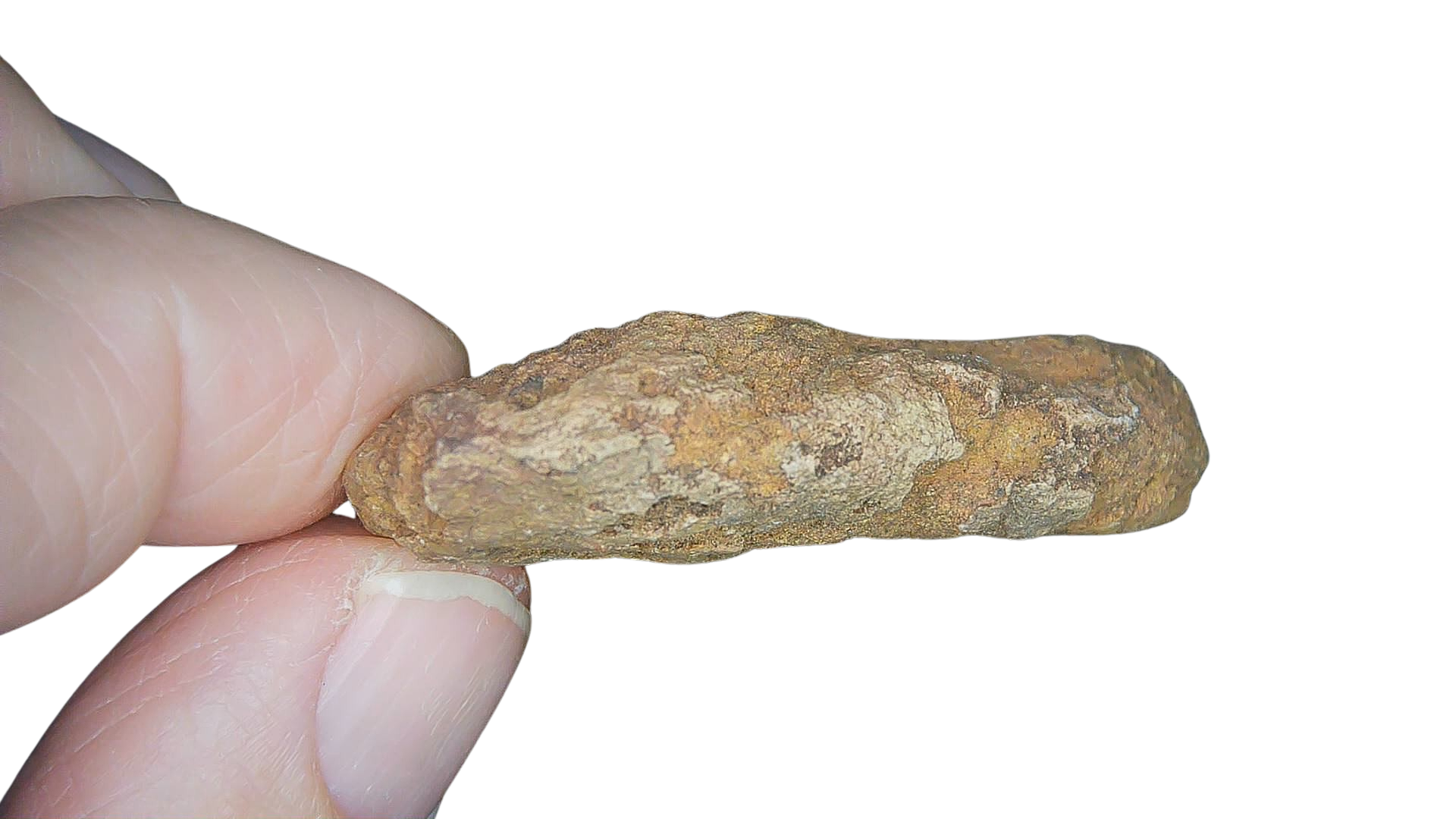 Permian Reptile Coprolite for Sale from Texas Red Beds 79b | Fossils for Sale Genuine Permian Age Coprolite for Sale from Texas Red Beds #79b