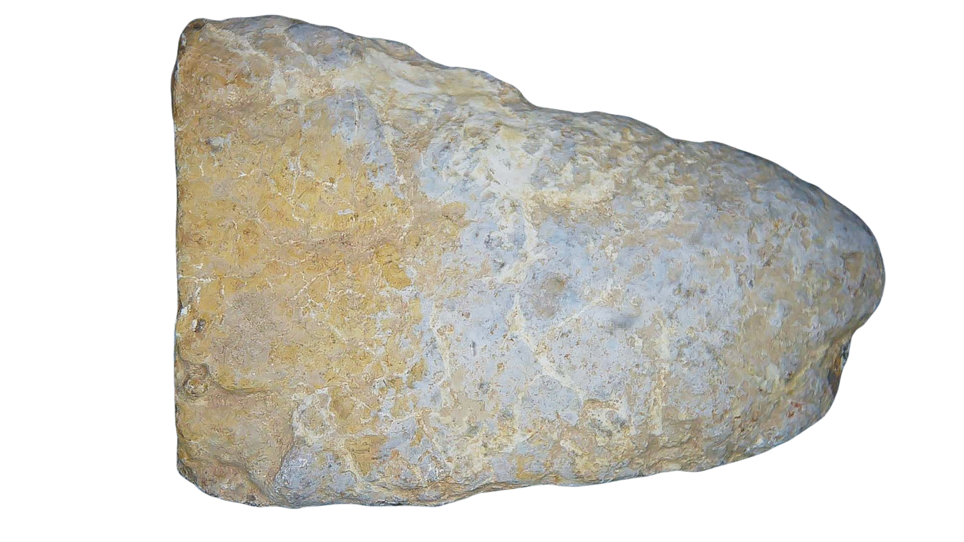 Permian Reptile Coprolite for Sale from Texas Red Beds 80 | Fossils for Sale Genuine Permian Age Coprolite for Sale from Texas Red Beds #80