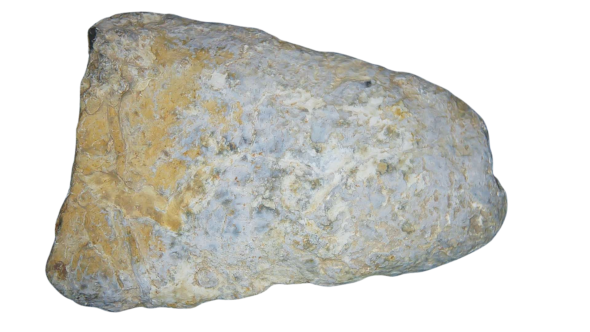 Permian Reptile Coprolite for Sale from Texas Red Beds 80a | Fossils for Sale Genuine Permian Age Coprolite for Sale from Texas Red Beds #80a