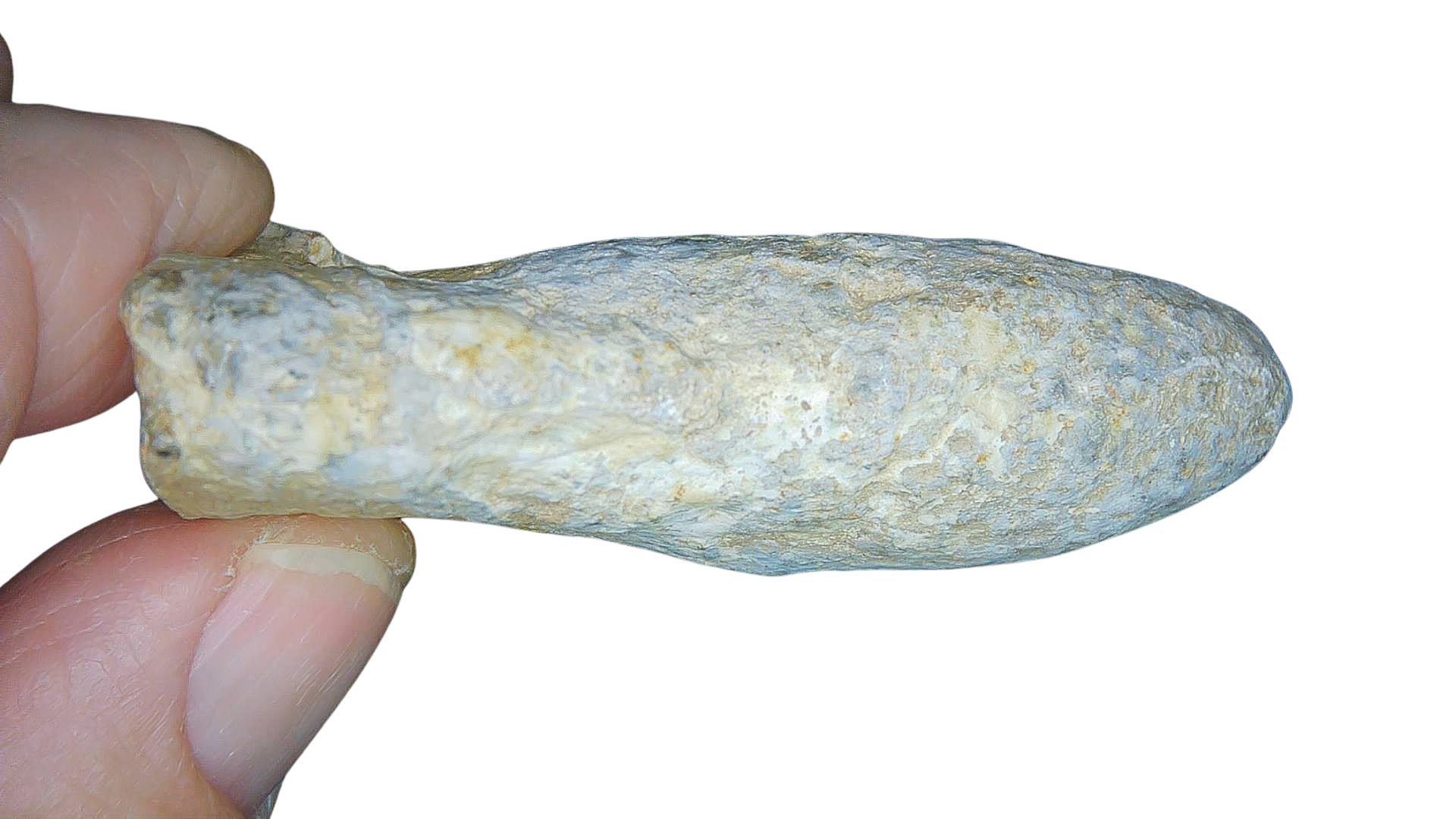 Permian Reptile Coprolite for Sale from Texas Red Beds 80b | Fossils for Sale Genuine Permian Age Coprolite for Sale from Texas Red Beds #80b