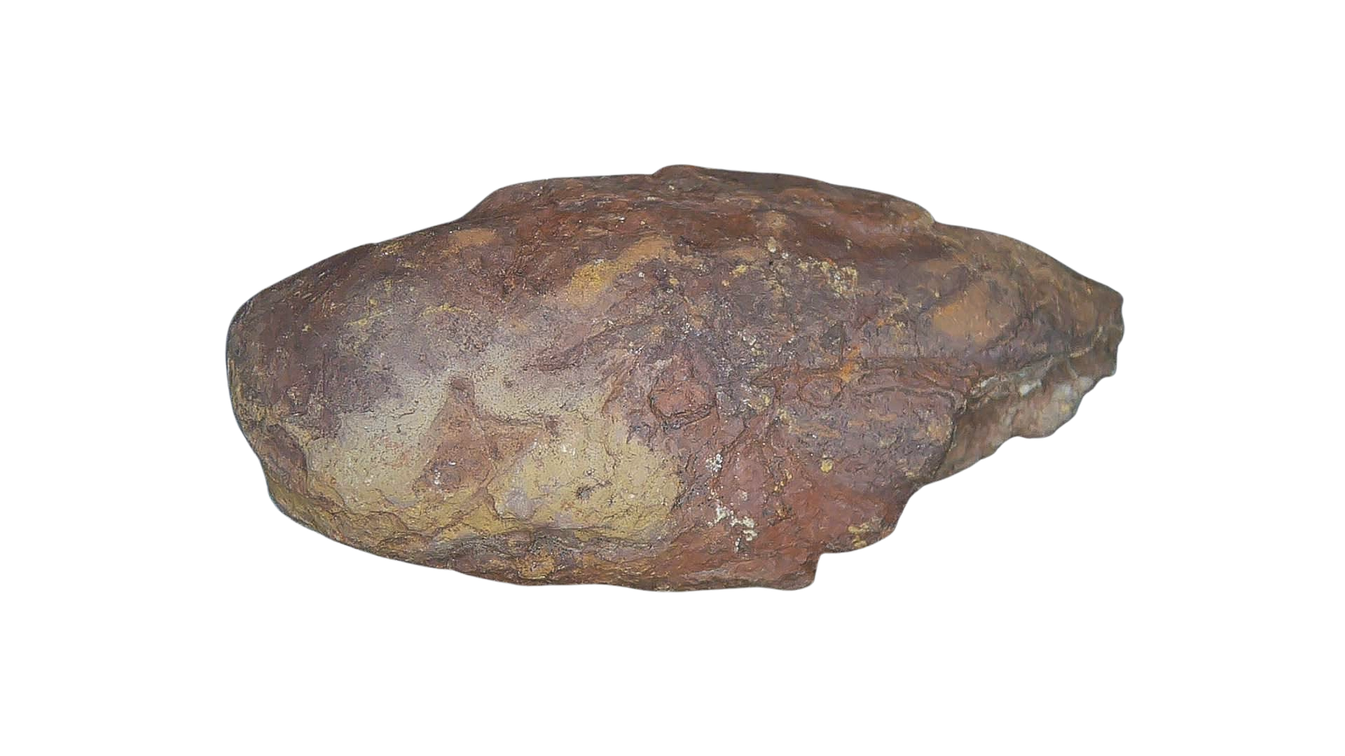 Permian Reptile Coprolite for Sale from Texas Red Beds 81 | Fossils for Sale Genuine Permian Age Coprolite for Sale from Texas Red Beds #81