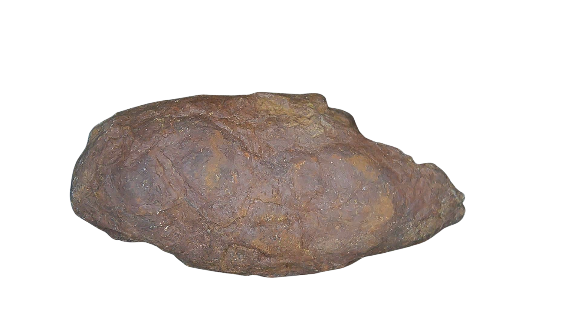 Permian Reptile Coprolite for Sale from Texas Red Beds 81a | Fossils for Sale Genuine Permian Age Coprolite for Sale from Texas Red Beds #81a