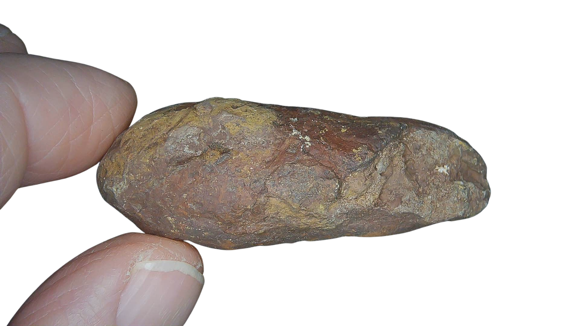 Permian Reptile Coprolite for Sale from Texas Red Beds 81b | Fossils for Sale Genuine Permian Age Coprolite for Sale from Texas Red Beds #81b