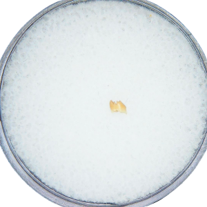 Prosciurus Oligocene Rodent Tooth from Nebraska #1