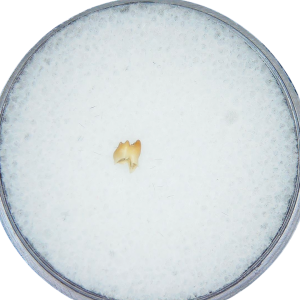 Prosciurus Oligocene Rodent Tooth from Nebraska #2