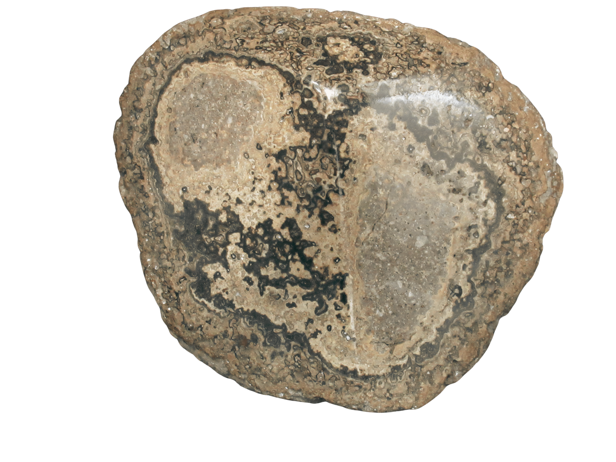 Rare Freshwater Oncolite Stromatolite from Mexico 1 | Fossils for Sale