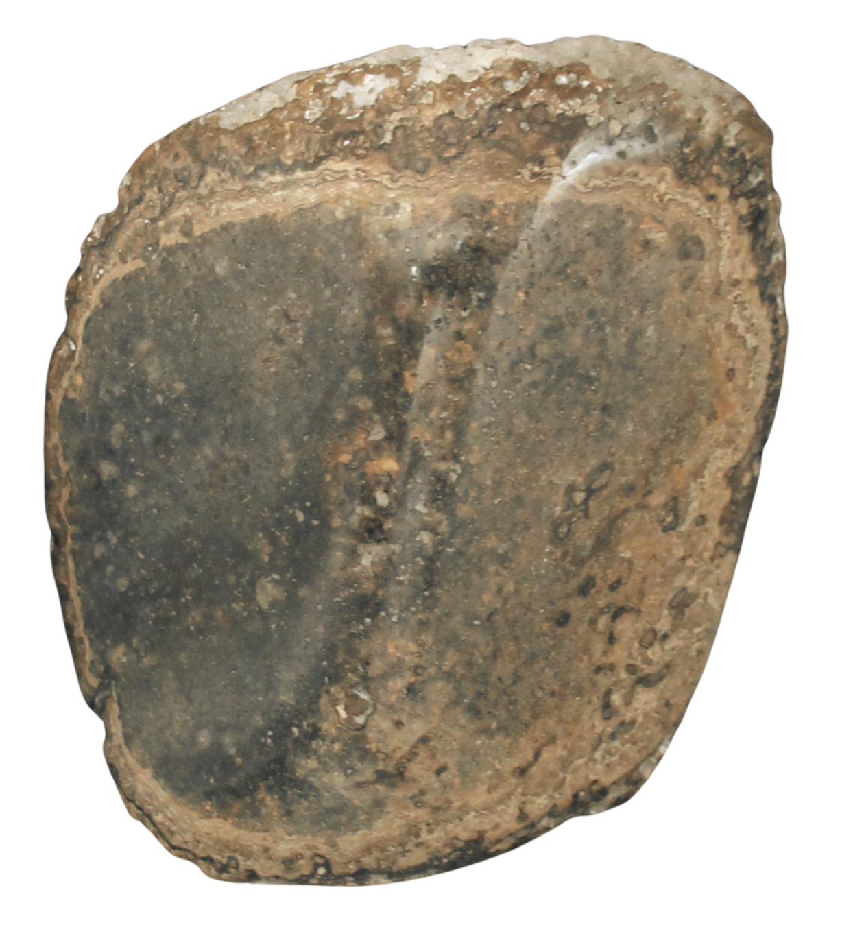 Rare Freshwater Oncolite Stromatolite from Mexico 16 | Fossils for Sale
