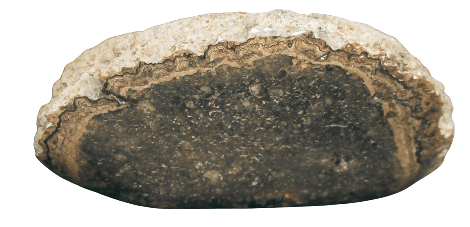 Rare Freshwater Oncolite Stromatolite from Mexico 16a | Fossils for Sale