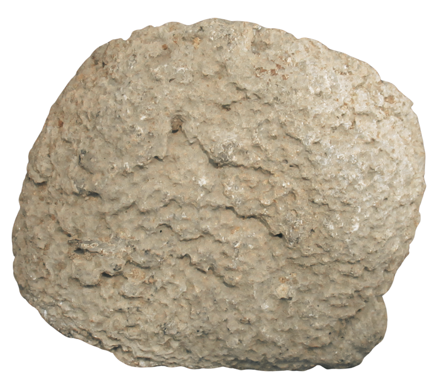 Rare Freshwater Oncolite Stromatolite from Mexico 16c | Fossils for Sale