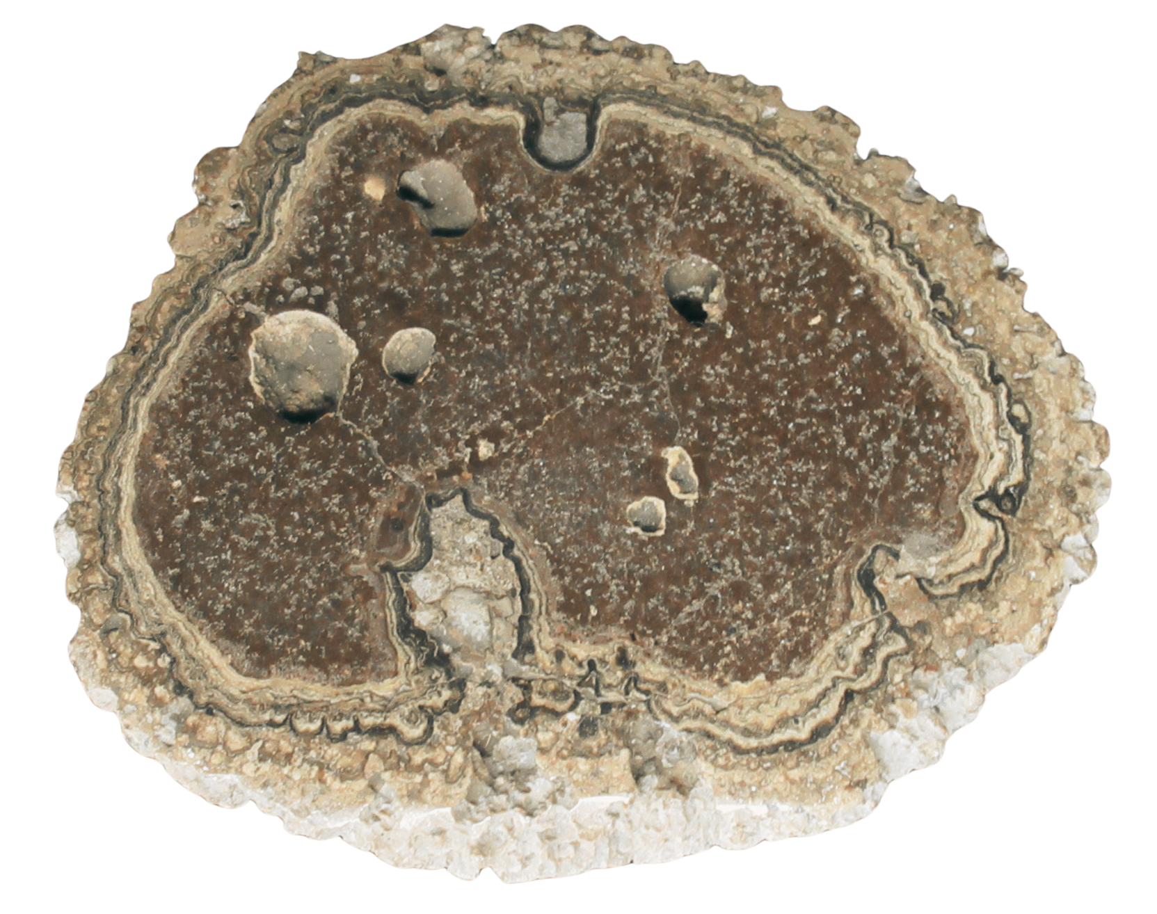 Rare Freshwater Oncolite Stromatolite from Mexico 17 | Fossils for Sale