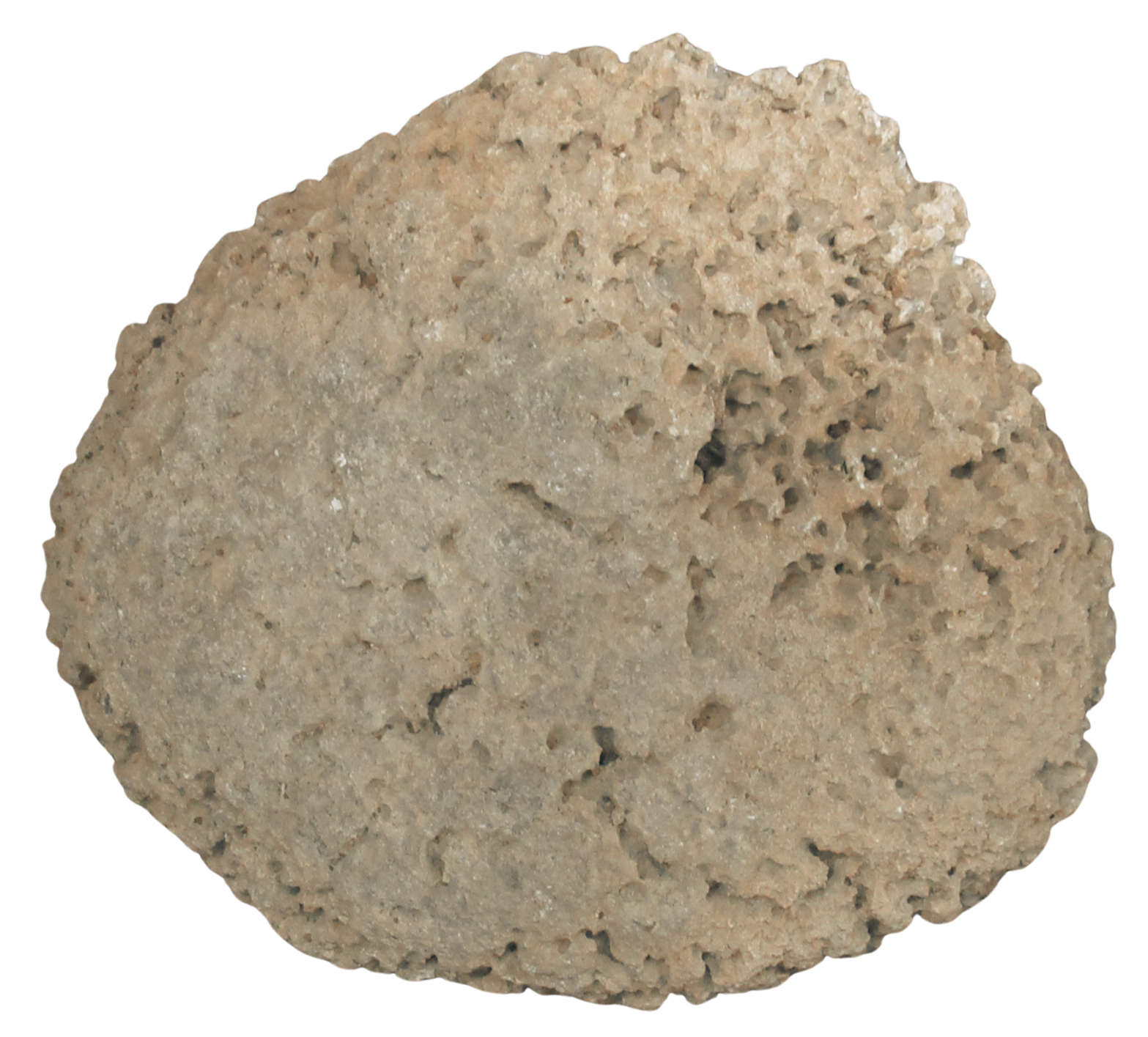 Rare Freshwater Oncolite Stromatolite from Mexico 17c | Fossils for Sale