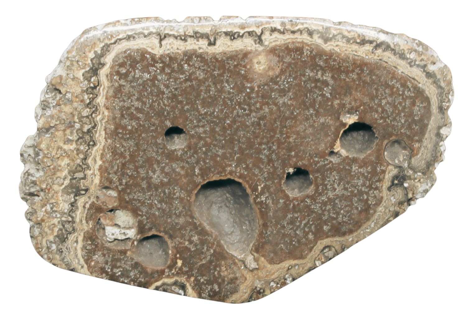 Rare Freshwater Oncolite Stromatolite from Mexico 18 | Fossils for Sale