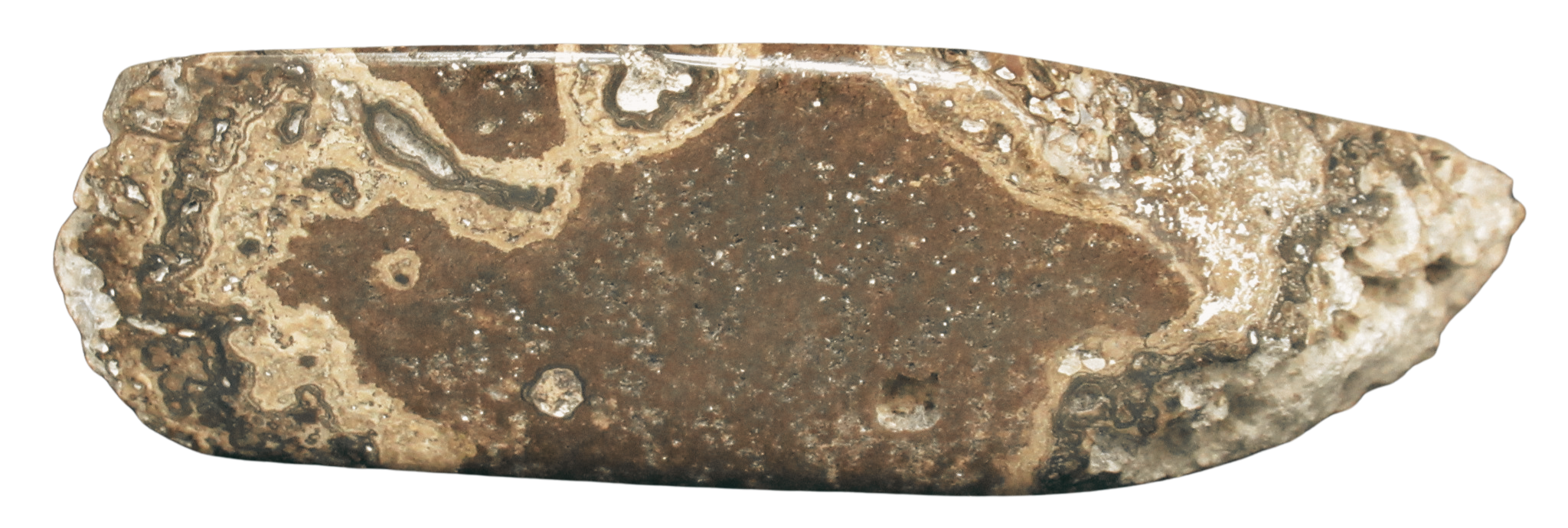 Rare Freshwater Oncolite Stromatolite from Mexico 18a | Fossils for Sale