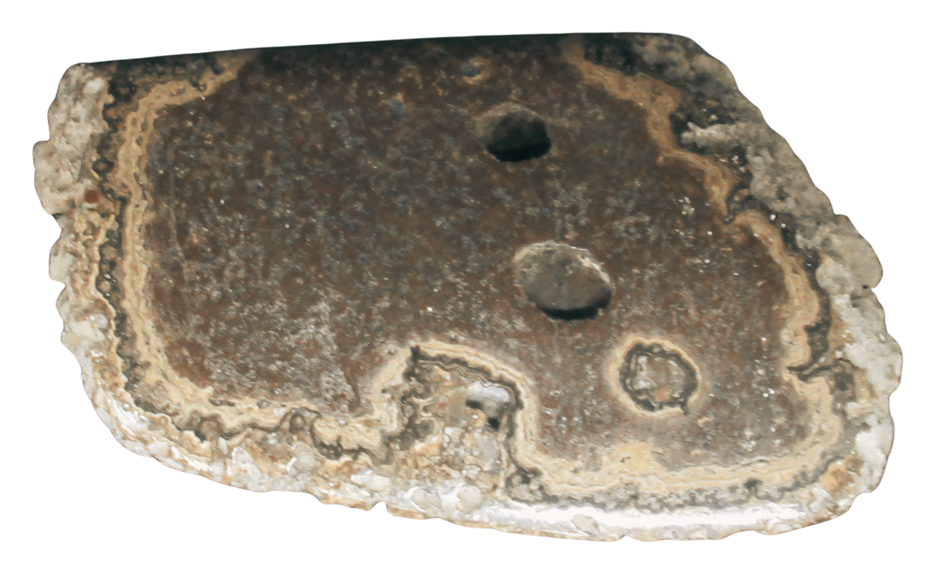 Rare Freshwater Oncolite Stromatolite from Mexico 18b | Fossils for Sale