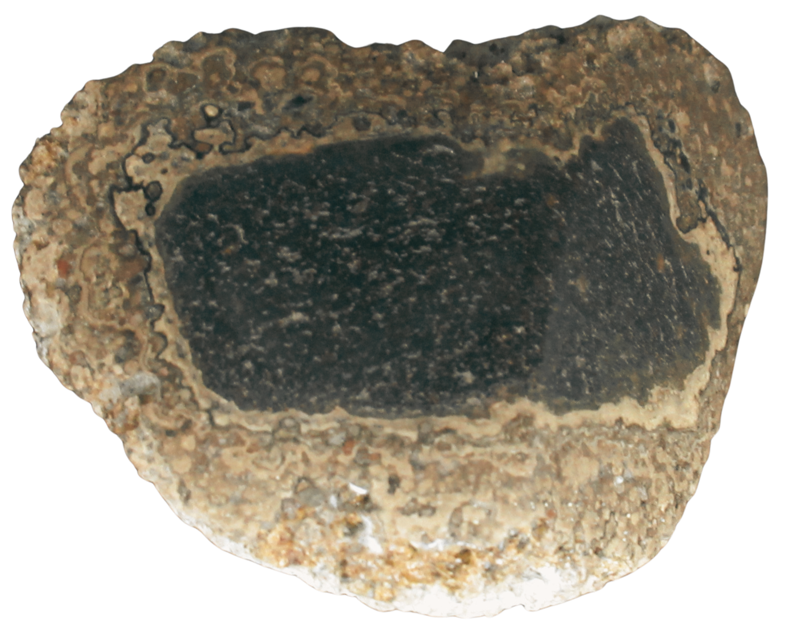 Rare Freshwater Oncolite Stromatolite from Mexico 19 | Fossils for Sale