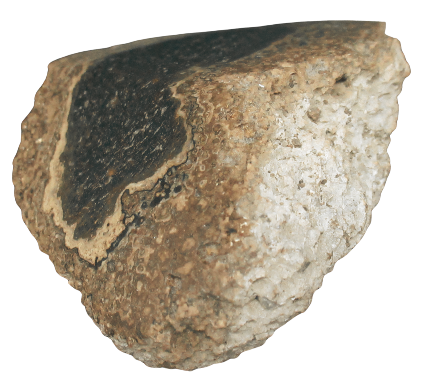 Rare Freshwater Oncolite Stromatolite from Mexico 19a | Fossils for Sale