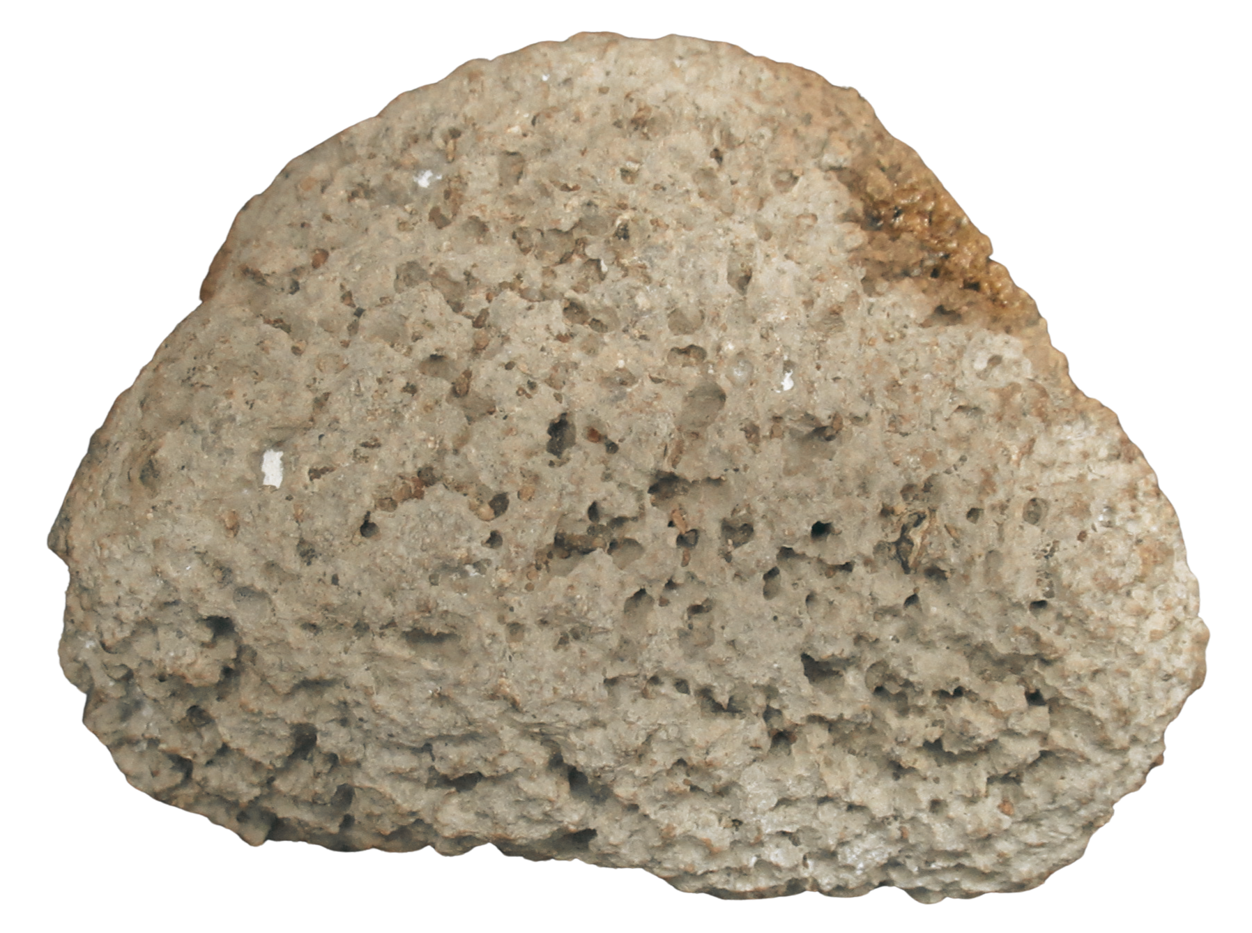 Rare Freshwater Oncolite Stromatolite from Mexico 19b | Fossils for Sale