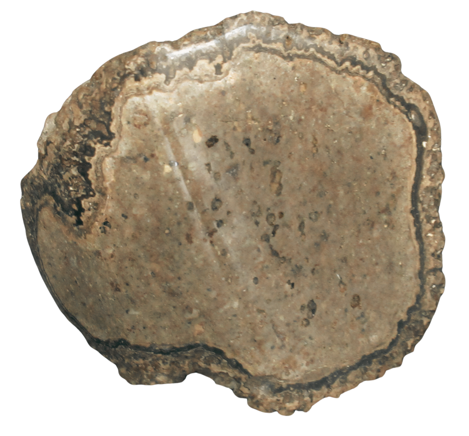 Rare Freshwater Oncolite Stromatolite from Mexico 2 | Fossils for Sale