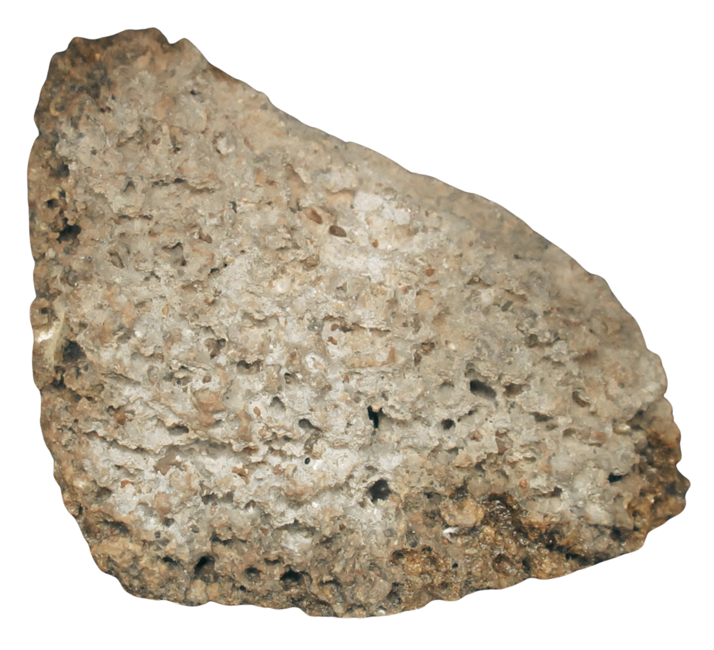 Rare Freshwater Oncolite Stromatolite from Mexico 2a | Fossils for Sale