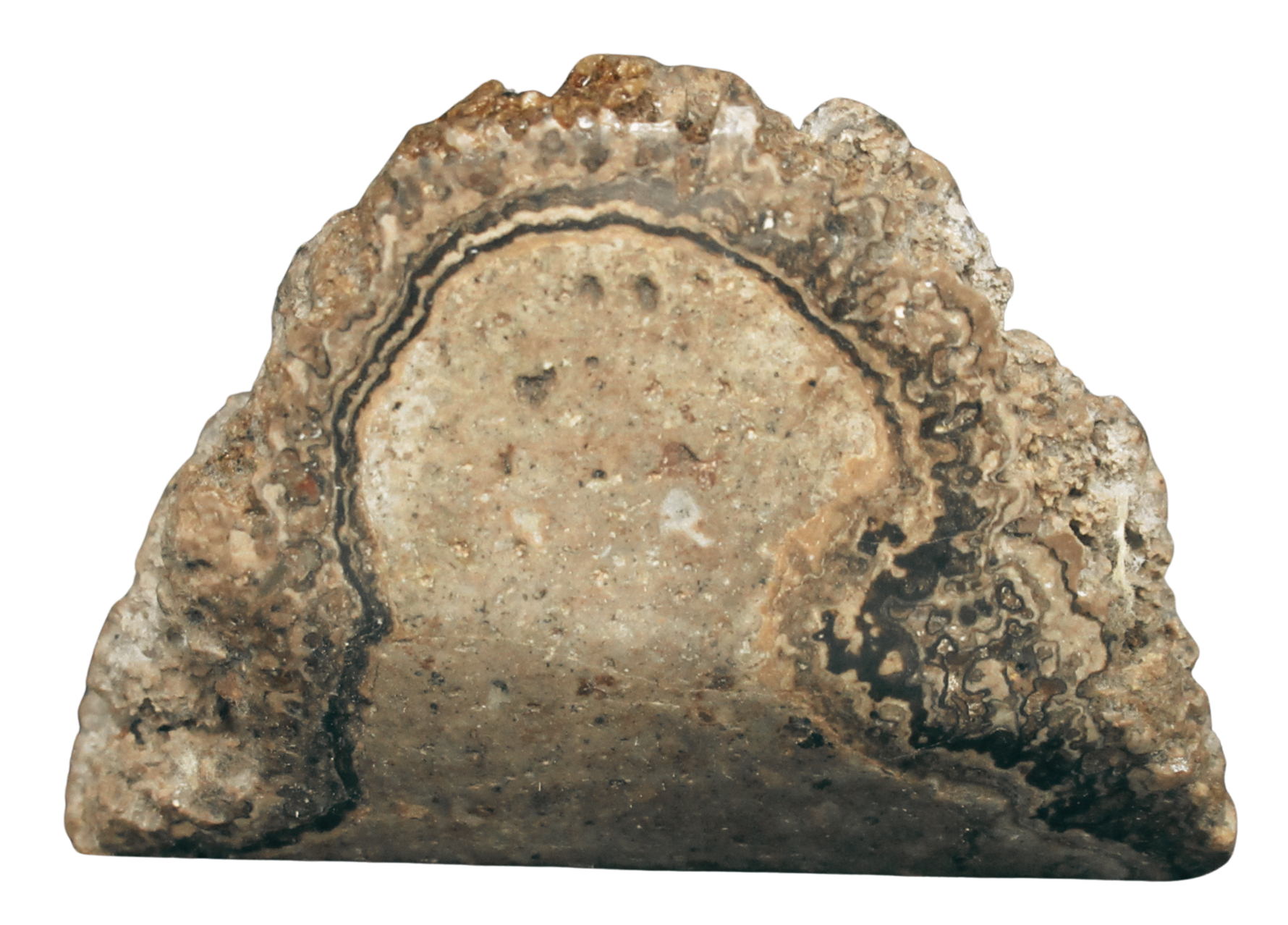 Rare Freshwater Oncolite Stromatolite from Mexico 2b | Fossils for Sale