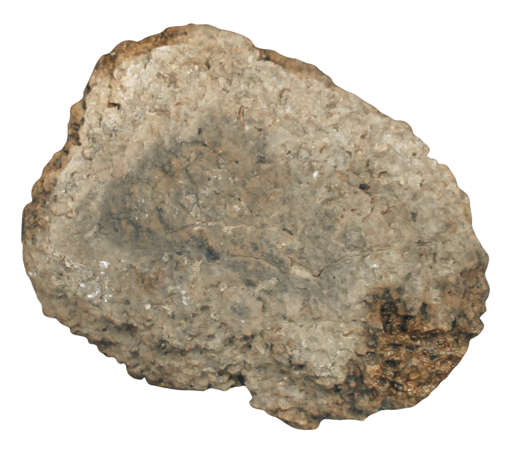 Rare Freshwater Oncolite Stromatolite from Mexico 2c | Fossils for Sale