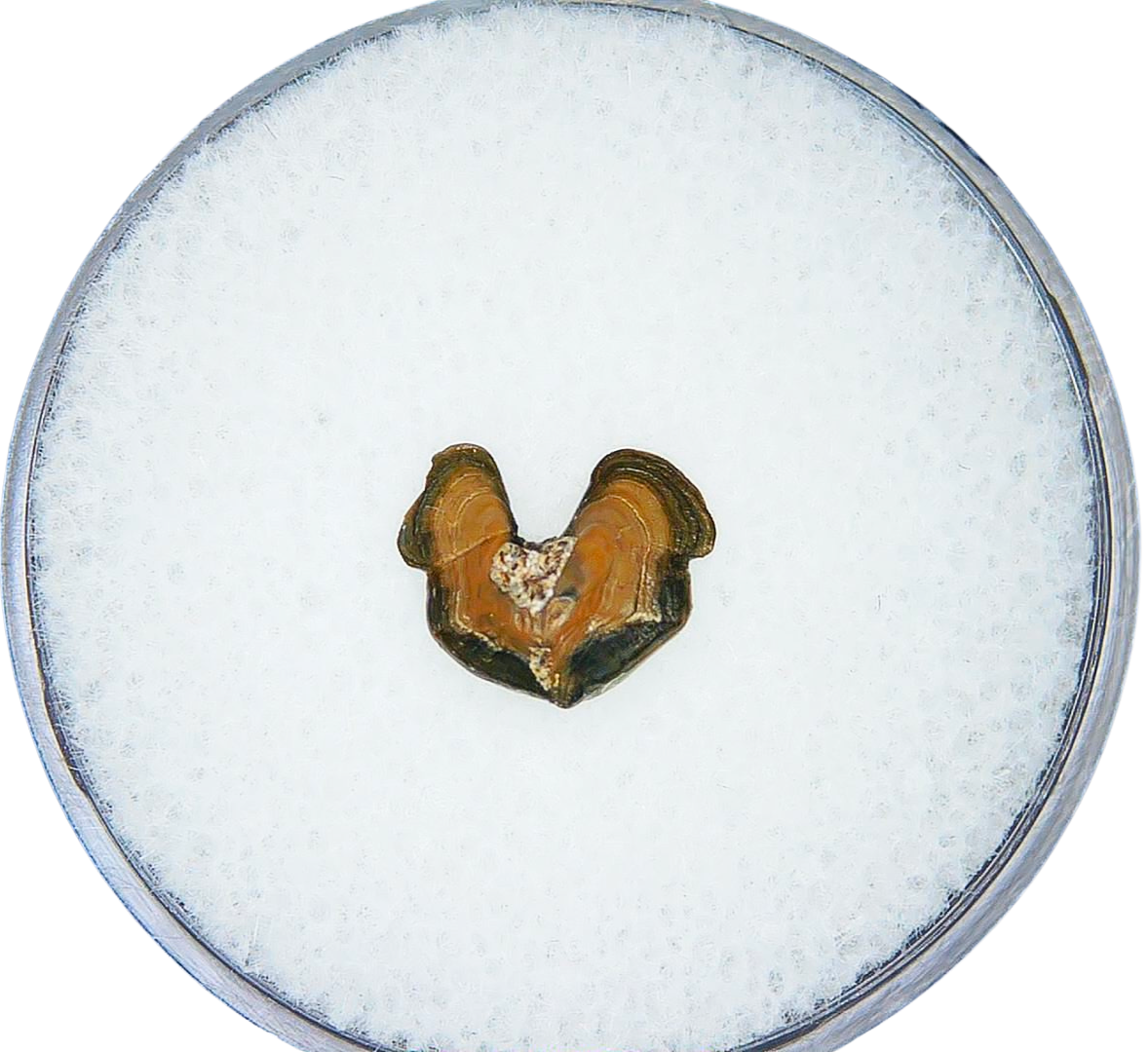 Syntheotodus trisulcatus Devonian Shark Tooth from Iowa 1 | Fossils for Sale