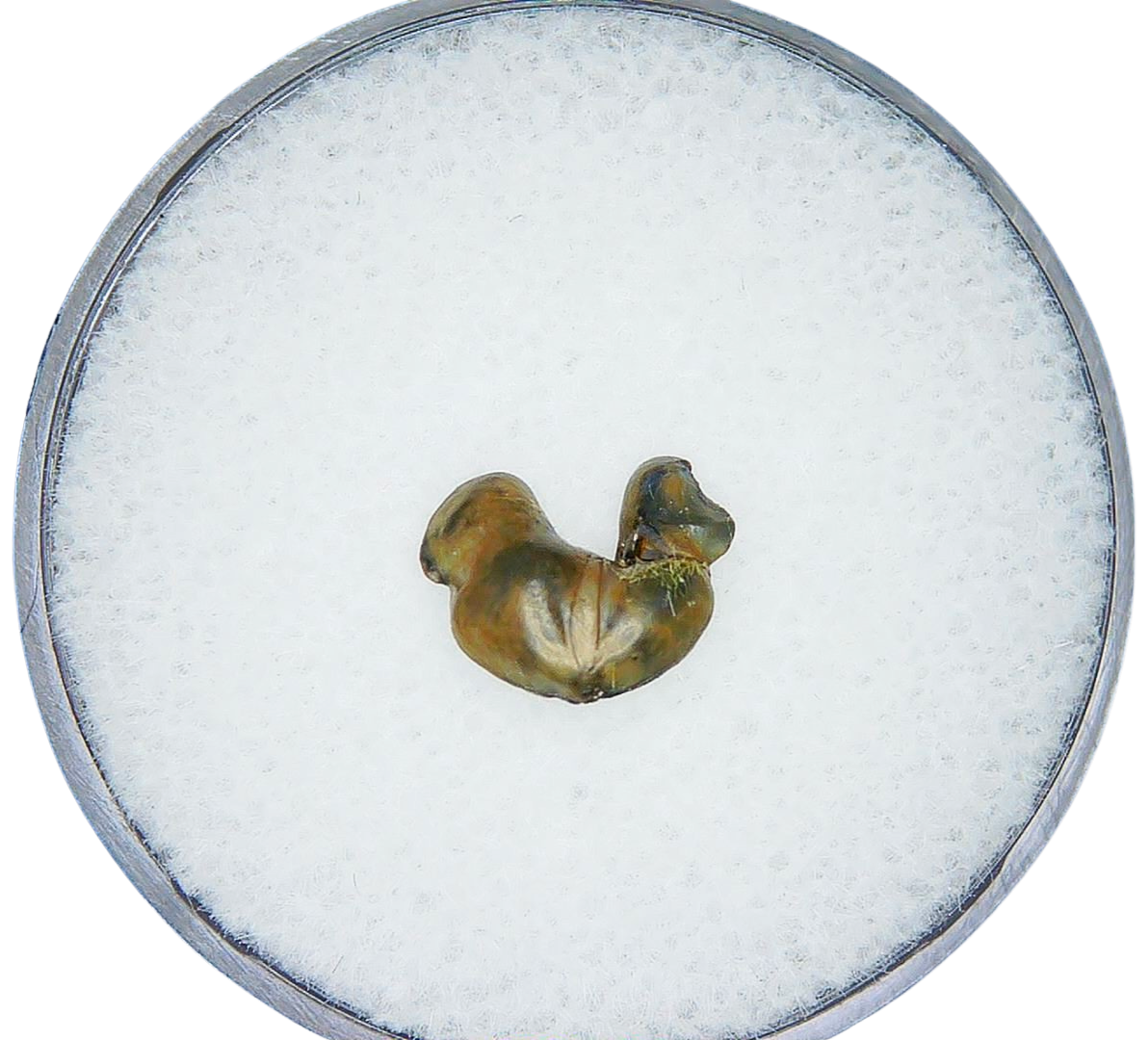 Syntheotodus trisulcatus Devonian Shark Tooth from Iowa 1a | Fossils for Sale