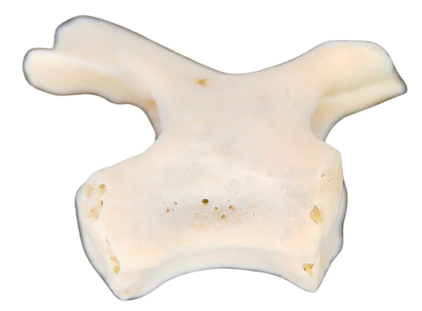 Abyssomedon williamsi Parareptile Fossil for Sale from Oklahoma 2a | Fossils for Sale Abyssomedon williamsi Parareptile Fossil for Sale from Oklahoma #2a