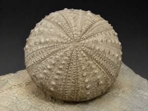 Archaeocidaris Echinoid without Spines | Fossils for Sale Archaeocidaris illinoisensis Missouri Echinoid for Sale