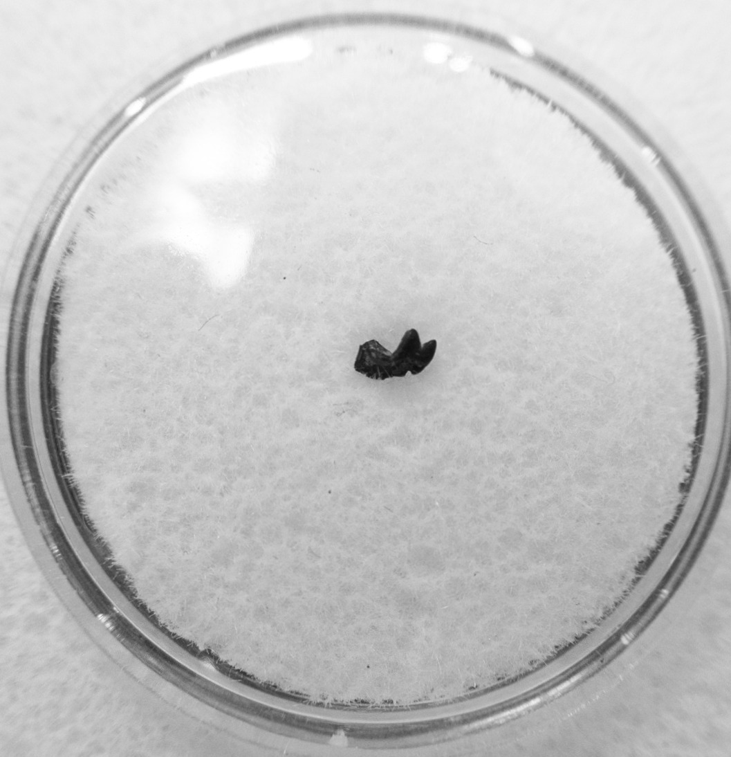 Cimolestes Mammal Insectivore Fossil for Sale 19 | Fossils for Sale Cimolestes Mammal Insectivore Fossil for Sale #19