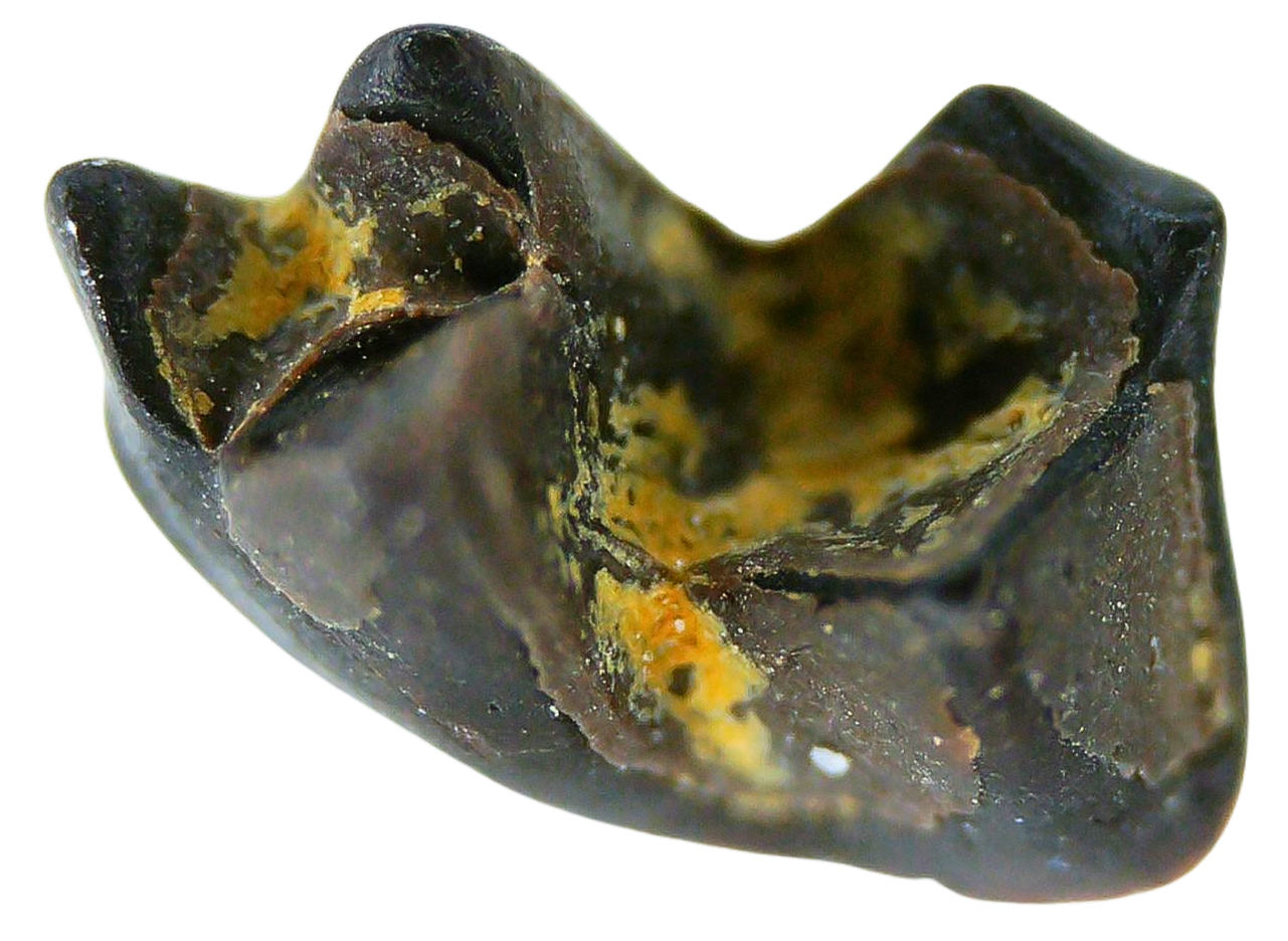 Cimolestes Mammal Insectivore Fossil for Sale 19a | Fossils for Sale Cimolestes Mammal Insectivore Fossil for Sale #19 a