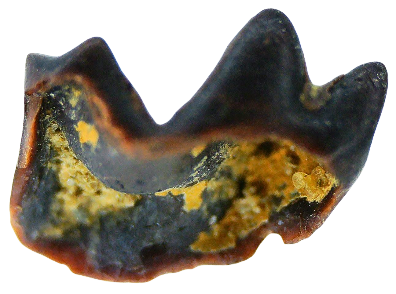 Cimolestes Mammal Insectivore Fossil for Sale 19b | Fossils for Sale Cimolestes Mammal Insectivore Fossil for Sale #19b