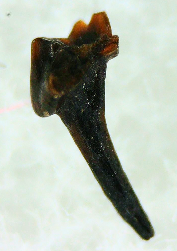 Cimolestes Mammal Insectivore Fossil for Sale 2 | Fossils for Sale Cimolestes Mammal Insectivore Fossil for Sale #2