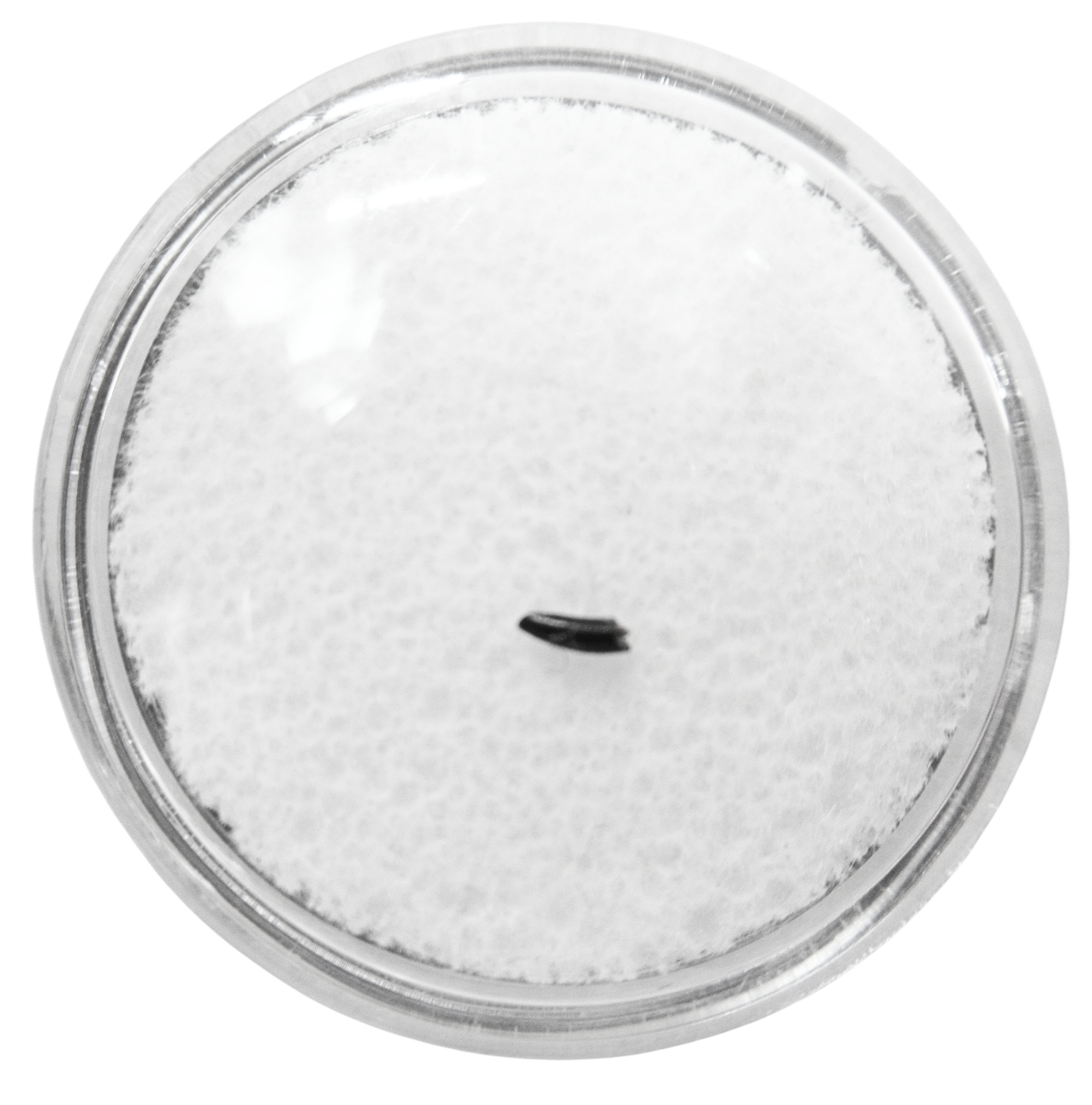 Cimolestes Mammal Insectivore Fossil for Sale 22 | Fossils for Sale Cimolestes Mammal Insectivore Fossil for Sale #22