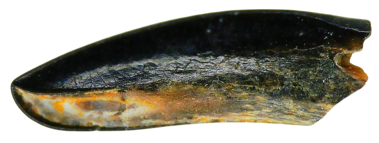 Cimolestes Mammal Insectivore Fossil for Sale 22a | Fossils for Sale Cimolestes Mammal Insectivore Fossil for Sale #22a
