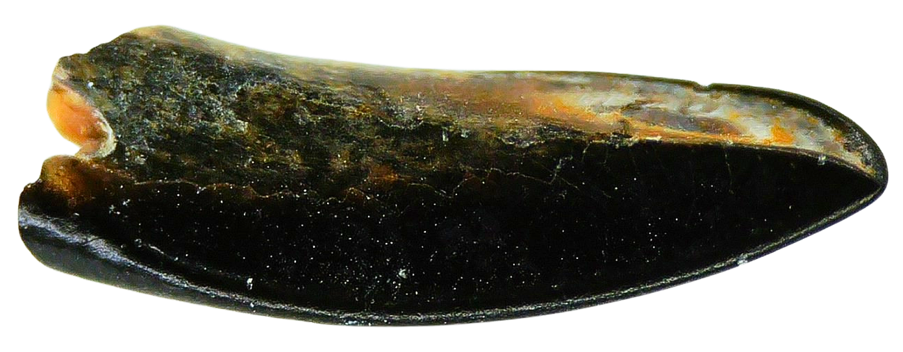 Cimolestes Mammal Insectivore Fossil for Sale 22b | Fossils for Sale Cimolestes Mammal Insectivore Fossil for Sale #22b