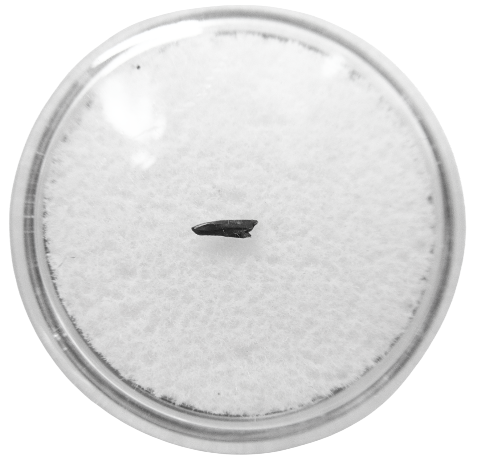 Cimolestes Mammal Insectivore Fossil for Sale 23 | Fossils for Sale Cimolestes Mammal Insectivore Fossil for Sale #23