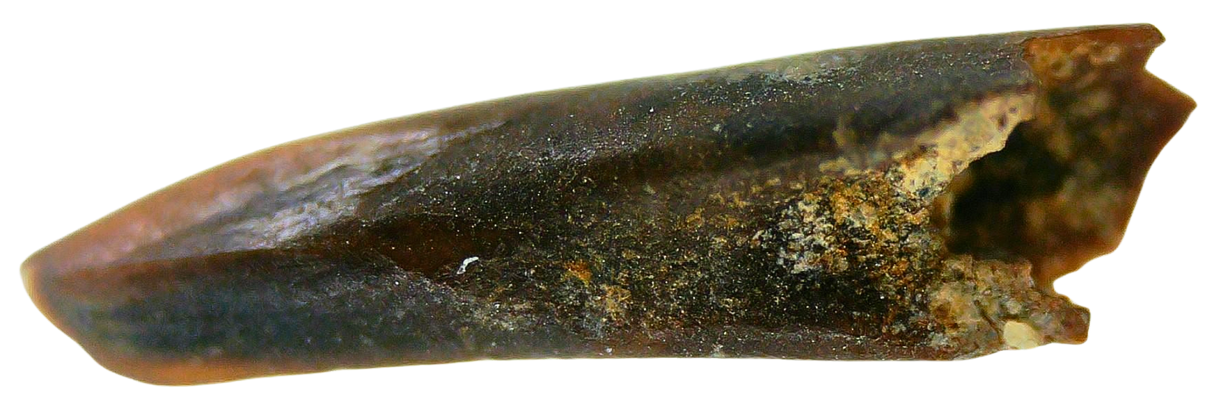 Cimolestes Mammal Insectivore Fossil for Sale 23a | Fossils for Sale Cimolestes Mammal Insectivore Fossil for Sale #23a