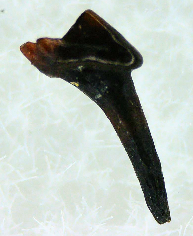 Cimolestes Mammal Insectivore Fossil for Sale 2a | Fossils for Sale Cimolestes Mammal Insectivore Fossil for Sale #2a