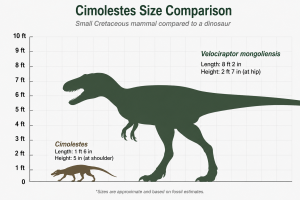 Cimolestes Mammal Insectivore Fossil for Sale