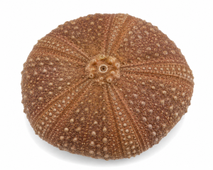 Weisbordella Echinoid Fossil for Sale