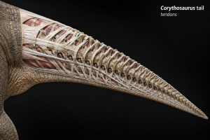 Corythosaurus Tail Vertebra for Sale
