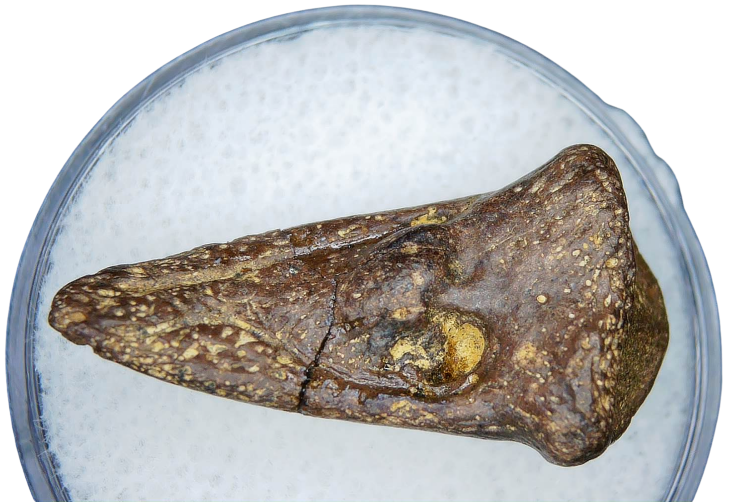 Cretaceous Age Turtle Claw Fossil for Sale from Montana 10a | Fossils for Sale Cretaceous Age Turtle Claw Fossil for Sale from Montana #10a
