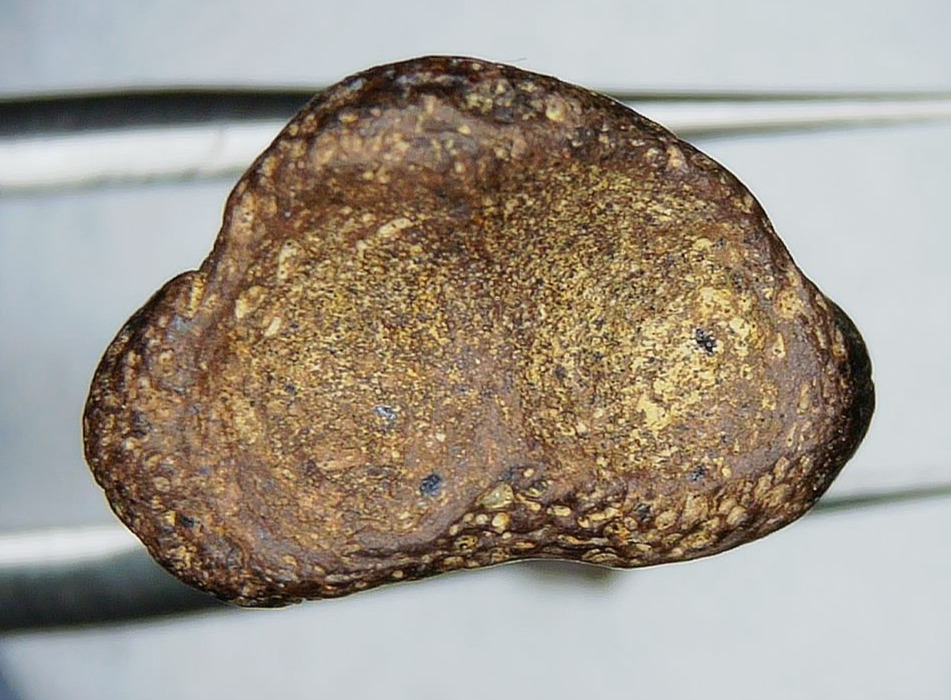 Cretaceous Age Turtle Claw Fossil for Sale from Montana 10d | Fossils for Sale Cretaceous Age Turtle Claw Fossil for Sale from Montana #10d